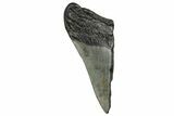 Partial Fossil Megalodon Tooth - South Carolina #328991-1